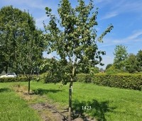 Prunus dom. 'Belle de Louvain' - Prunus dom. 'Belle de Louvain' - 1