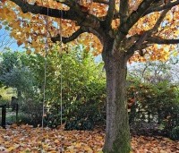 Liriodendron tulipifera - Tulpenboom - gesnoeide dakvorm