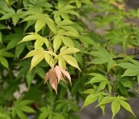 Acer palmatum 'Osakazuki' - Japanse Esdoorn 'Osakazuki' - 2