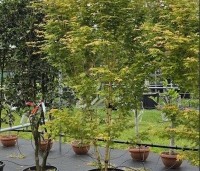 Acer palmatum ‘Bi-hoo’ - Acer palmatum ‘Bi-hoo’ - 1