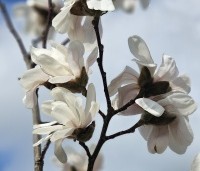 Magnolia loebneri 'Merrill' - Beverboom - 4