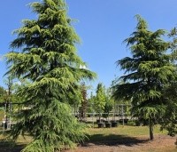 Cedrus deodara 'Aurea' - geelnaaldige Himalayaceder - kwekerij THB Apeldoorn zomer 2026