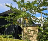 Prunus 'Accolade' - Japanse Sierkers - 1