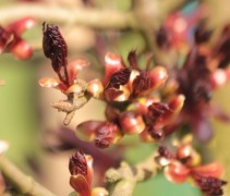 Acer Crimson Sentry knoppen