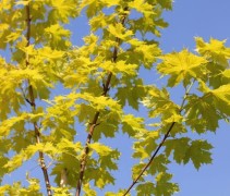 Acer platanoides 'Princeton Gold'