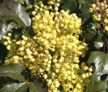 Mahoniestruik aquifolium in bloei met heerlijke geur