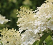 Pluimhortensia 'Limelight'  detailfoto witte bloem