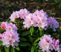 Rhododendron 'Christmas Cheer'