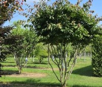 Parrotia persica - Perzisch IJzerhout - 1