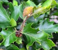 Fagus sylvatica 'Rohan Gold' - Beuk 'Rohan Gold' - 5