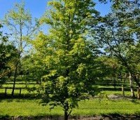 Fagus sylvatica 'Rohan Gold' - Beuk 'Rohan Gold' - 3