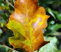Fagus sylvatica 'Rohan Gold' - Beuk 'Rohan Gold' - 4