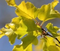 Fagus sylvatica 'Rohan Gold' - Beuk 'Rohan Gold' - 6