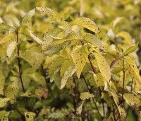 Cornus alba 'Aurea' - Witte Kornoelje 'Aurea' - herfst
