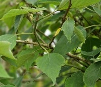 Broussonetia papyrifera - Papiermoerbei - 1