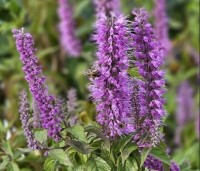 Elsholtzia stauntonii - Chinese munt - 1