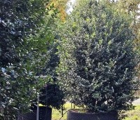 Ilex meserveae 'Blue Prince' - Blauwe hulst 'Blue Prince - 1