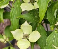 Cornus kousa 'Bultinck 's Giant Flowers' - Japanse grootbloemige kornoelje 'Bultinck 's Giant - 2