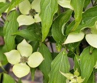 Cornus kousa 'Bultinck 's Giant Flowers' - Japanse grootbloemige kornoelje 'Bultinck 's Giant - 1