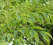 Blad en vruchten