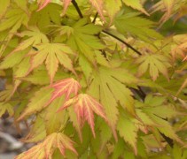 Acer palmatum ‘Katsura’