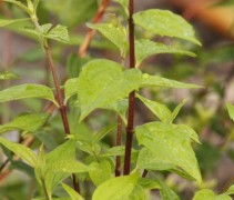 Blad Deutzia