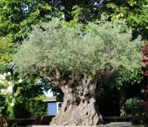 Olea europea ook wel Olijfboom, meerstammig genoemd