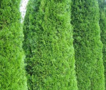 Thuja occidentalis 'Smaragd'