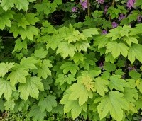 Acer pseudoplatanus - Gewone esdoorn - 3