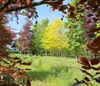 Gleditsia triacanthos 'Sunburst' - Valse christusdoorn - 1