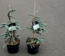 Abies procera 'Glauca'