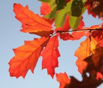 Quercus rubra