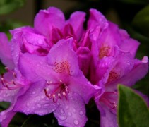 Rhododendron catawbiense 'Boursault'