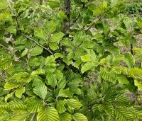 Fagus sylvatica 'Striata' - Gestreepte beuk - 1