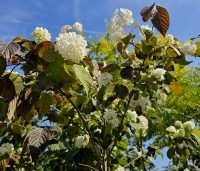 Viburnum plicatum 'Popcorn' - Japanse Sneeuwbal 'Popcorn' - 4