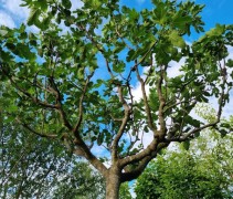 Ficus carica