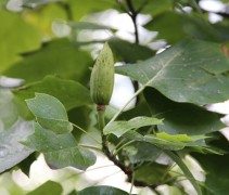 Liriodendron tulipifera vrucht