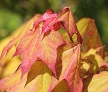 Acer cappadocicum Aureum