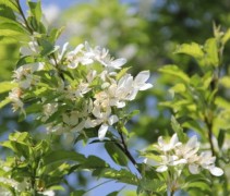 Malus Toringo 