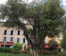 Quercus Ilex oude boom