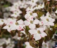 Cornus kousa 'Cappuccino' - Japanse grootbloemige kornoelje 'Cappuccino' -  laatste bloeifase