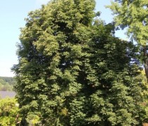 Aesculus x carnea 'Briotii' / Rode Paardenkastanje 'Briotii'