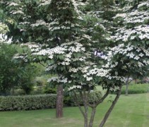 Cornus kousa 'China Girl'