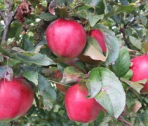Malus domestica Gloster