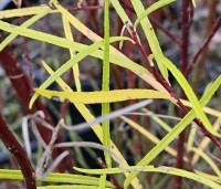 Salix elaeagnos 'Angustifolia' - Grijze wilg - herfst