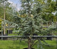 Cedrus libani 'Silberspitz' - Ceder 'Silberspitz' -  langzaam groeiende cederboom