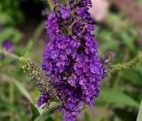 Buddleja davidii 'Empire Blue' - Vlinderstruik 'Empire Blue' - 1