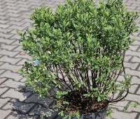 Myrica gale - Wilde Gagel - 1