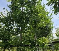 Ginkgo biloba - Japanse Notenboom - 1