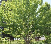 Davidia Involucrata (Volwassen struikboom)